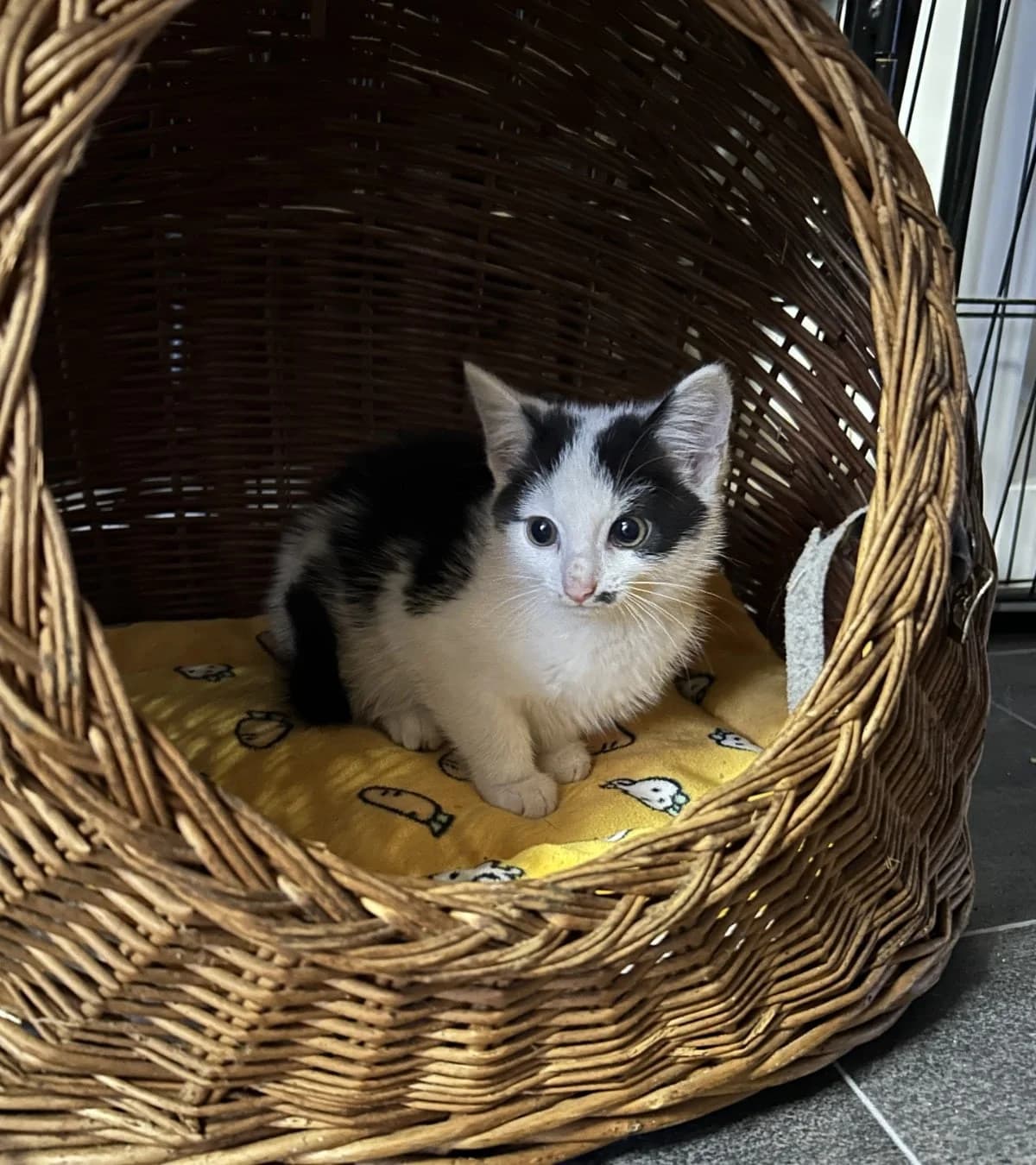 Tina,  mixed breed for adoption at Hokazo, Uden