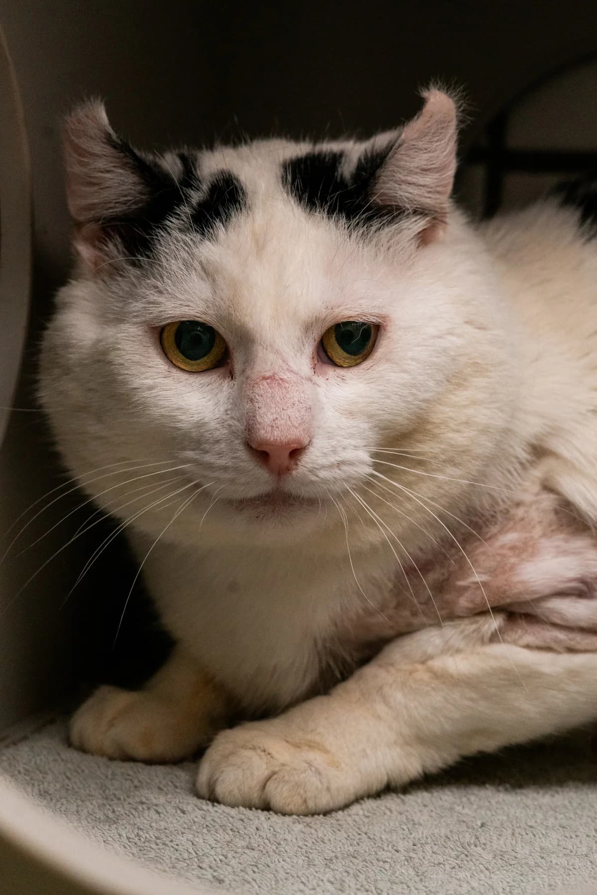 Toontje, wit  4yo mixed breed for adoption at Hokazo, Uden