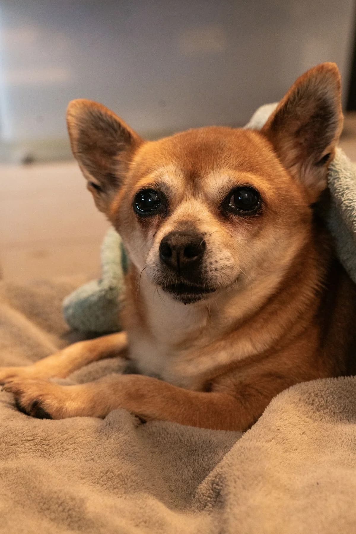 Tootsie Roll, female senior Chihuahua for adoption at Hokazo, Uden