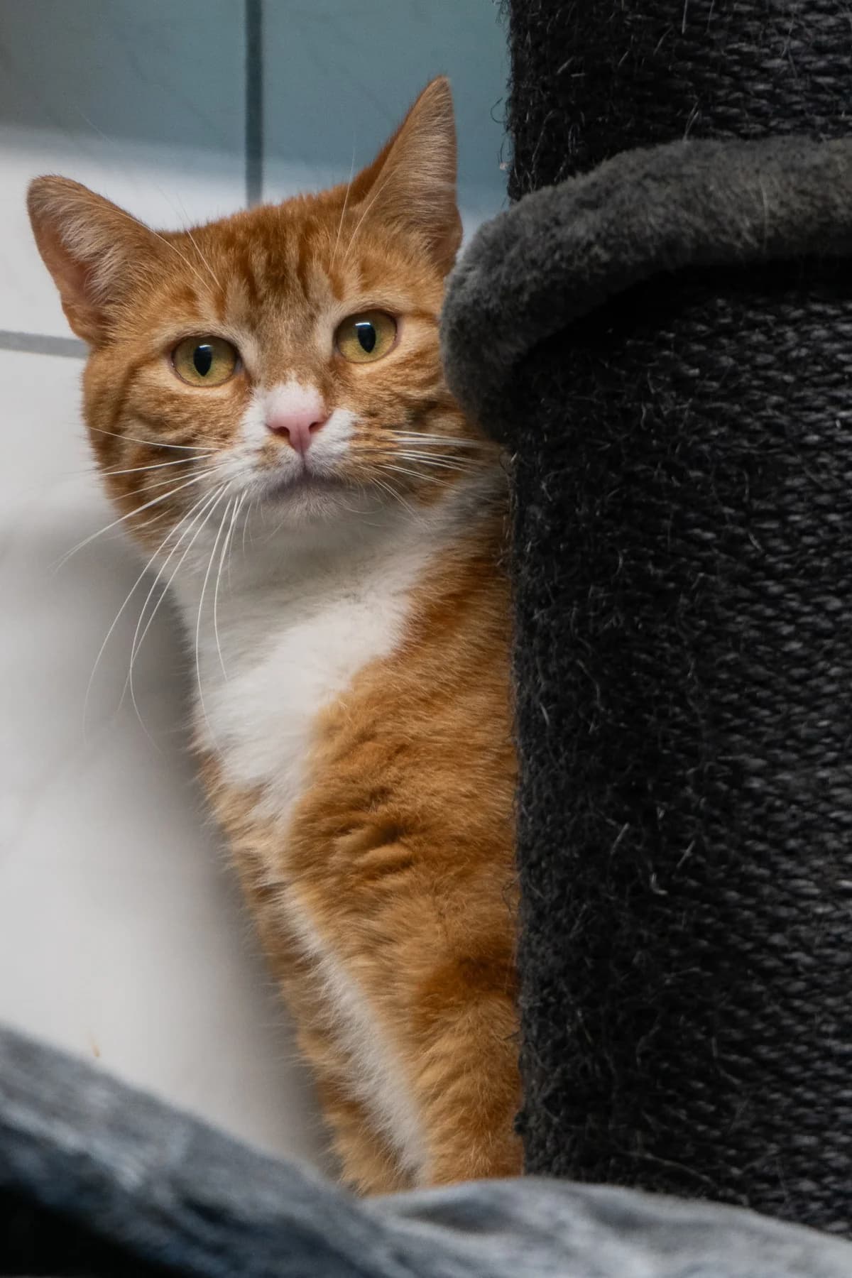 Valentino, rood  young mixed breed for adoption at Hokazo, Uden