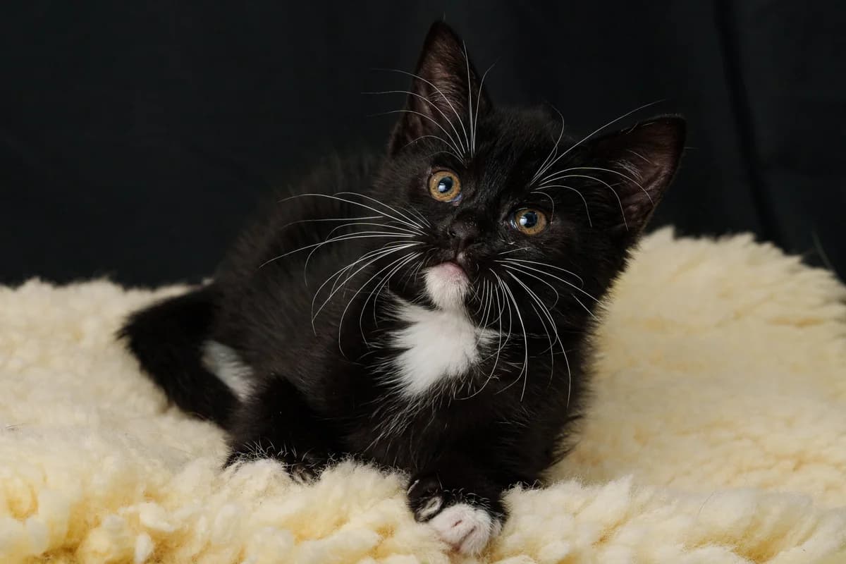 Vlinder,  mixed breed for adoption at Hokazo, Uden