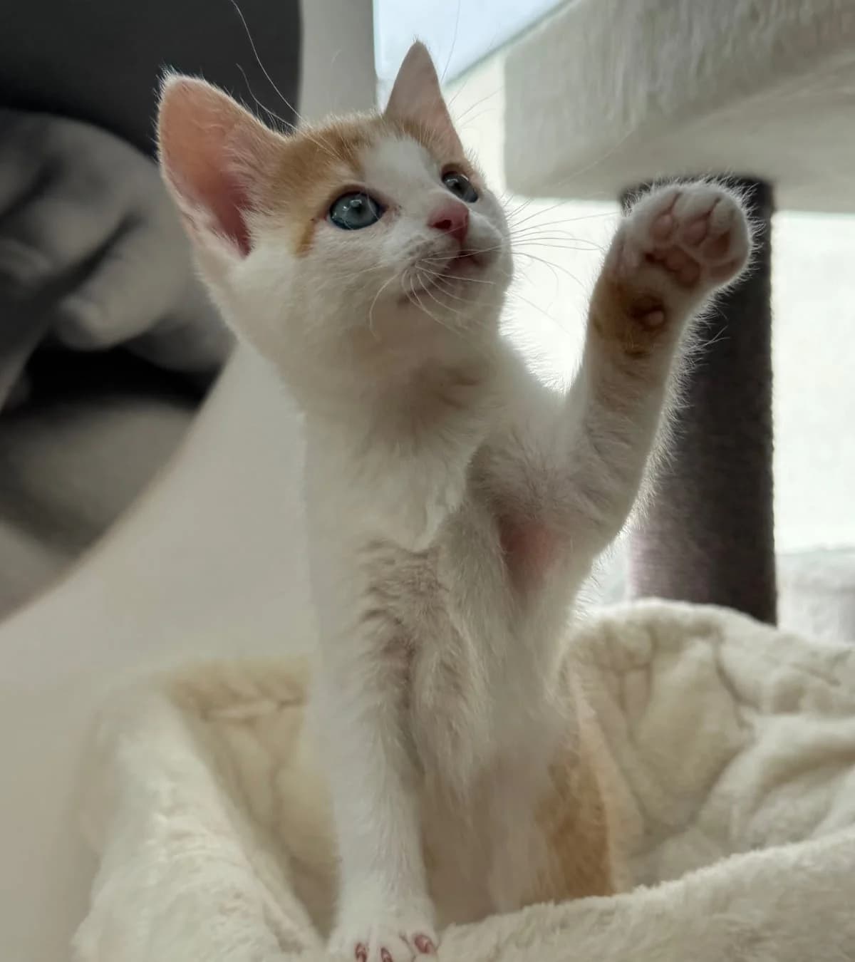 Wafel,  mixed breed for adoption at Hokazo, Uden