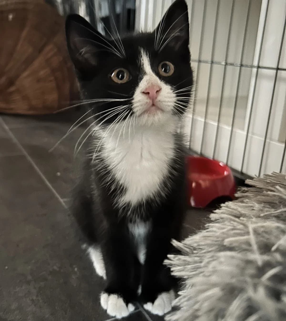 Waldo,  puppy mixed breed for adoption at Hokazo, Uden