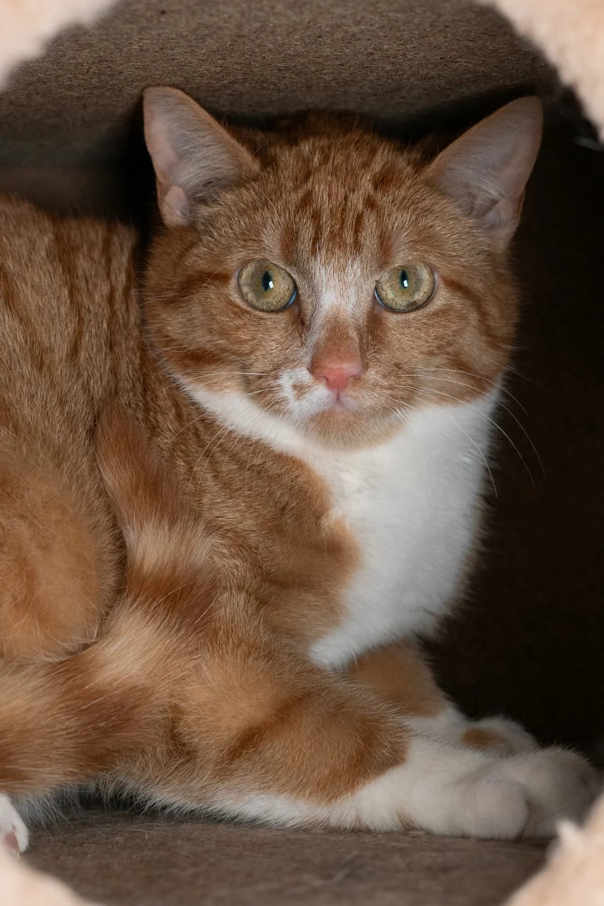 Winnie, young mixed breed for adoption at Hokazo, Uden