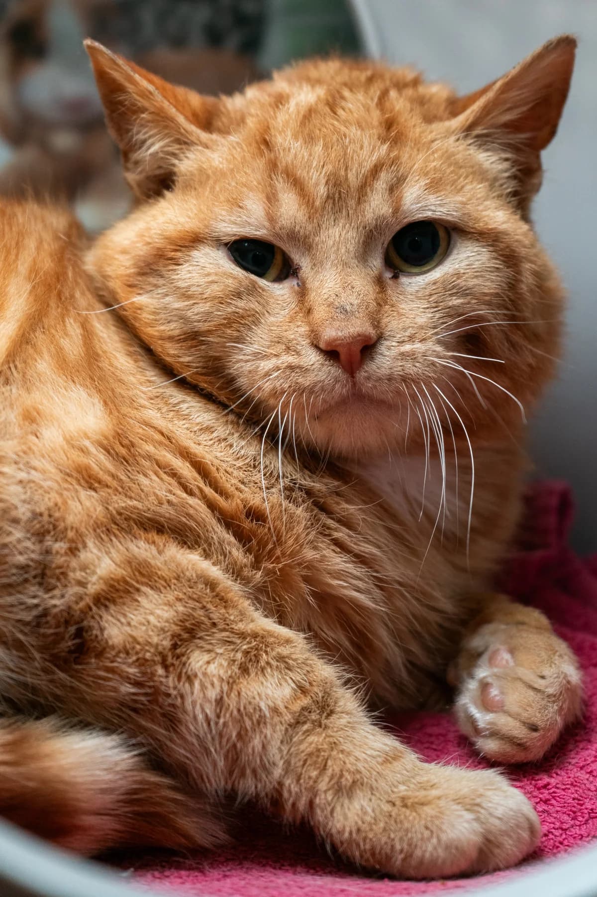 Yesse, young mixed breed for adoption at Hokazo, Uden