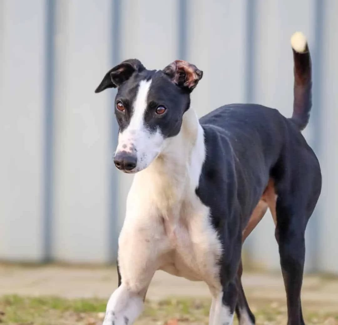 Zepp – TIJDELIJK NIET PLAATSBAAR, male 3yo Greyhound for adoption at Hokazo, Uden