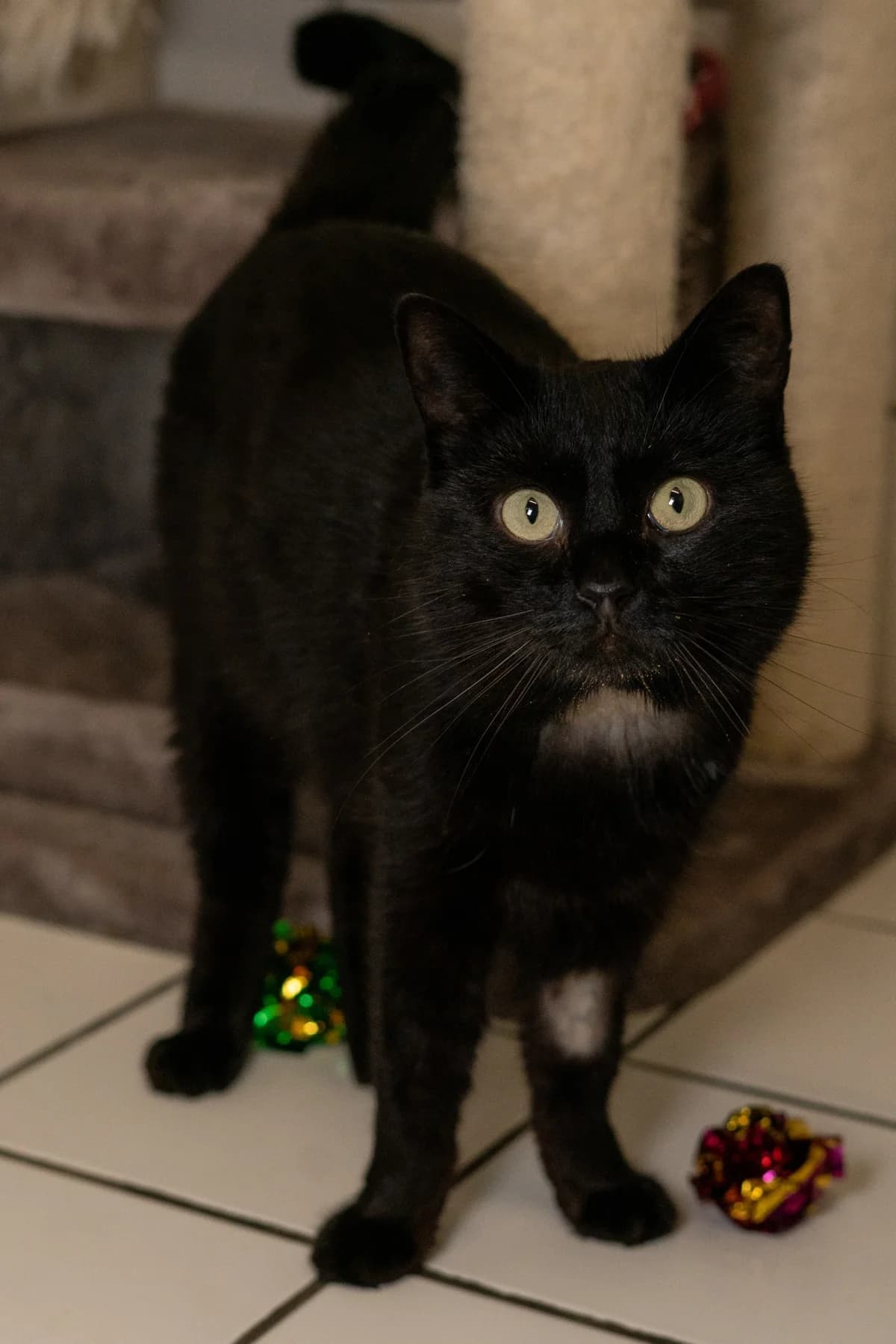 Zwartje,  4yo mixed breed for adoption at Hokazo, Uden