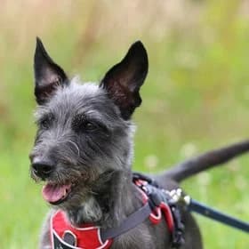 Seniorhonden ter adoptie, male mixed breed for adoption at Koninklijke Hondenbescherming, Den Haag