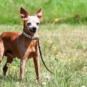 Seniorhonden ter adoptie, male mixed breed for adoption at Koninklijke Hondenbescherming, Den Haag