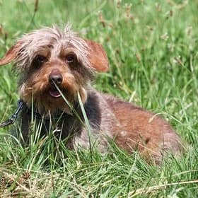Seniorhonden ter adoptie, female Dachshund for adoption at Koninklijke Hondenbescherming, Den Haag