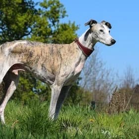 Seniorhonden ter adoptie, male Galgo Español for adoption at Koninklijke Hondenbescherming, Den Haag