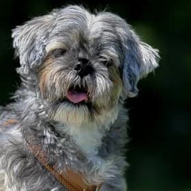 Seniorhonden ter adoptie, female mixed breed for adoption at Koninklijke Hondenbescherming, Den Haag