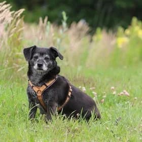 Seniorhonden ter adoptie, female mixed breed for adoption at Koninklijke Hondenbescherming, Den Haag