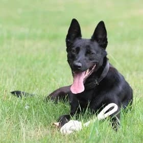 Seniorhonden ter adoptie,  (Koninklijke Hondenbescherming)