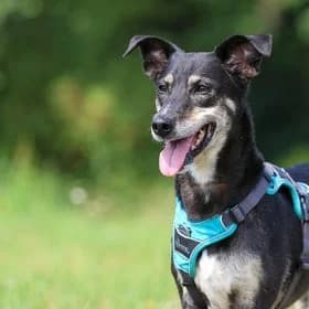 Seniorhonden ter adoptie, female mixed breed for adoption at Koninklijke Hondenbescherming, Den Haag