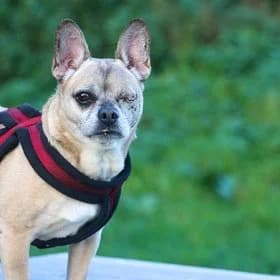 Seniorhonden ter adoptie, male mixed breed for adoption at Koninklijke Hondenbescherming, Den Haag