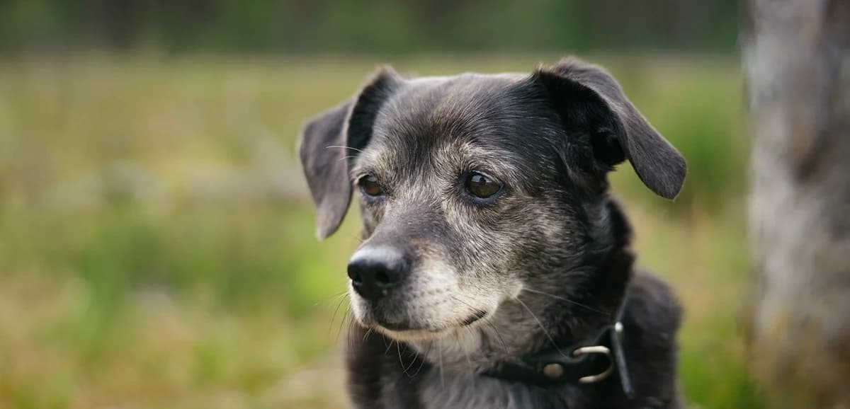 Seniorhonden ter adoptie, male Jack Russell Terrier for adoption at Koninklijke Hondenbescherming, Den Haag