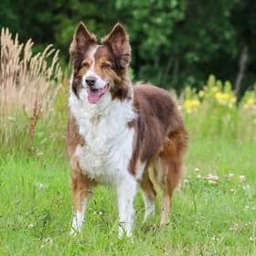 Seniorhonden ter adoptie, female mixed breed for adoption at Koninklijke Hondenbescherming, Den Haag