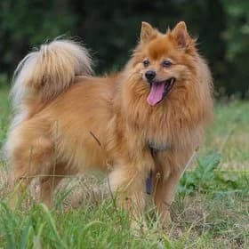 Seniorhonden ter adoptie, male Keeshond for adoption at Koninklijke Hondenbescherming, Den Haag
