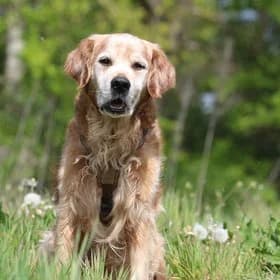 Seniorhonden ter adoptie, male Golden Retriever for adoption at Koninklijke Hondenbescherming, Den Haag