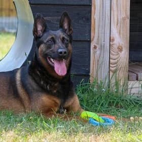 Seniorhonden ter adoptie, female mixed breed for adoption at Koninklijke Hondenbescherming, Den Haag