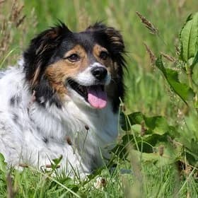 Seniorhonden ter adoptie, female mixed breed for adoption at Koninklijke Hondenbescherming, Den Haag