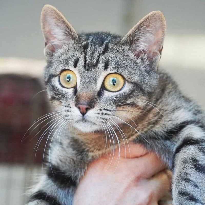 ADRIANA (in Nederland), female young Mixed Breed for adoption at Hondenzorg en Welzijn Europa, —