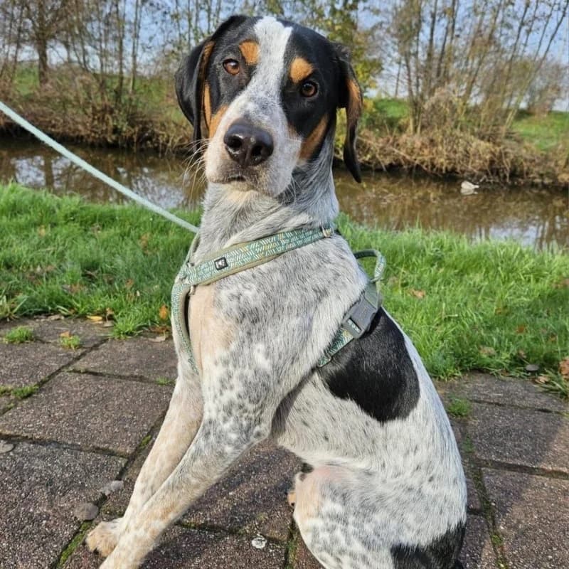CHEF, male 3yo Mixed Breed for adoption at Hondenzorg en Welzijn Europa, —