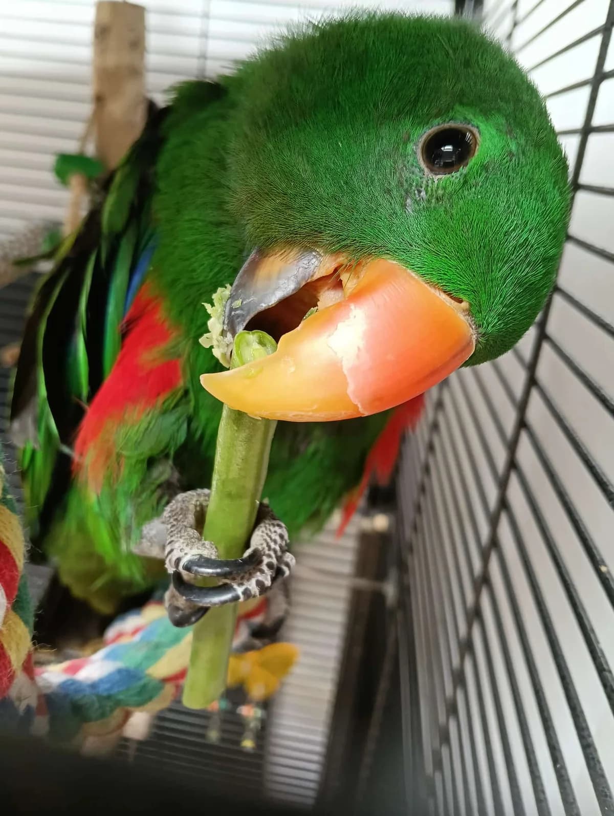 Binkie, male young mixed breed for adoption at Stichting Hope for Wings