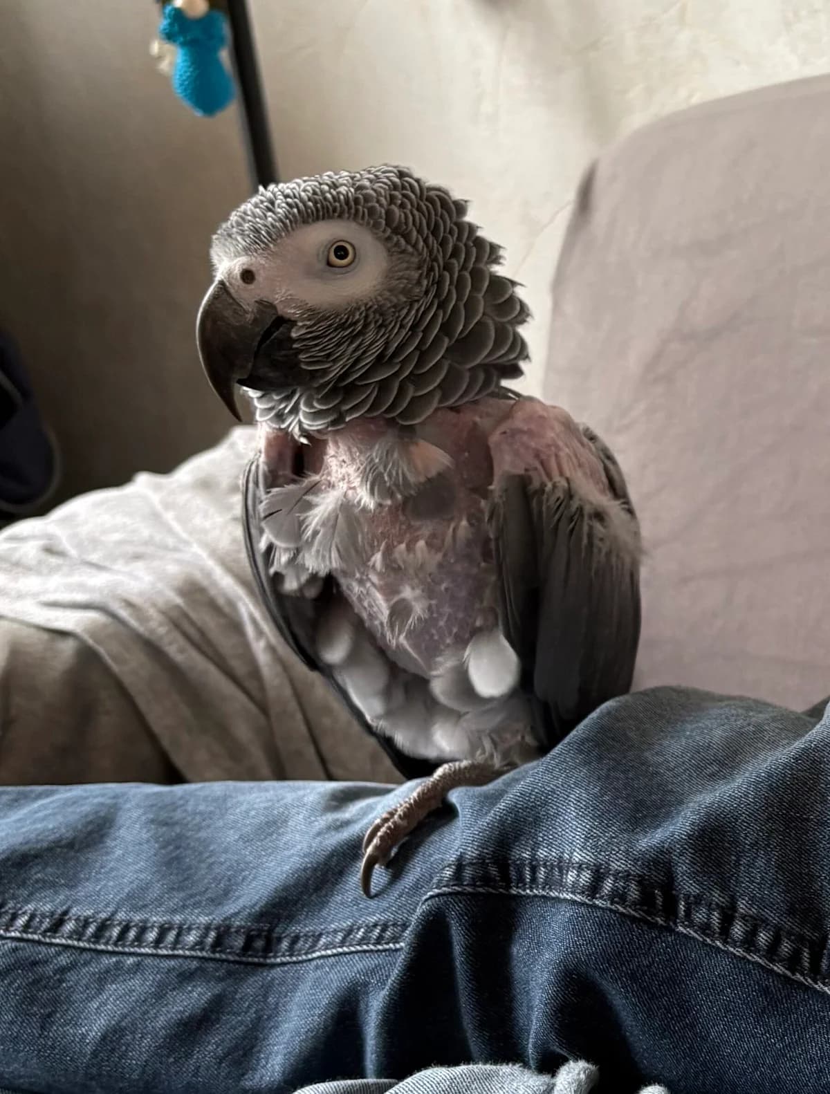 Boomer, male senior mixed breed for adoption at Stichting Hope for Wings
