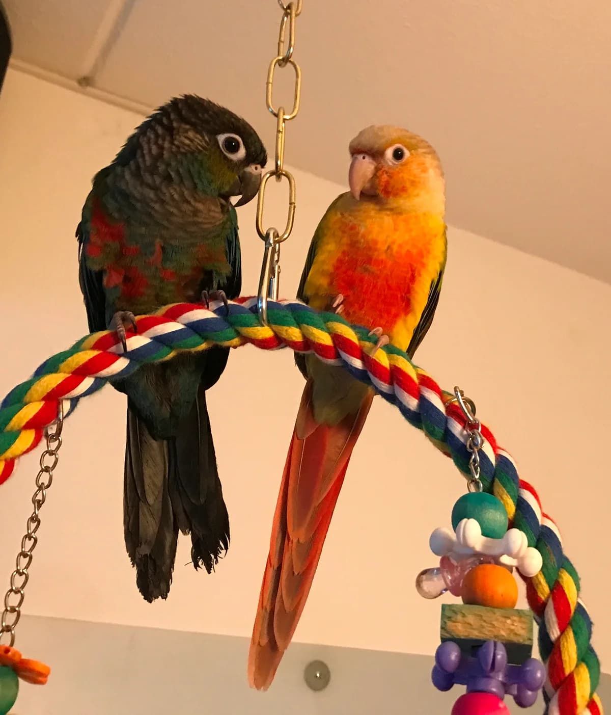 Bowie & Dinky, male young mixed breed for adoption at Stichting Hope for Wings