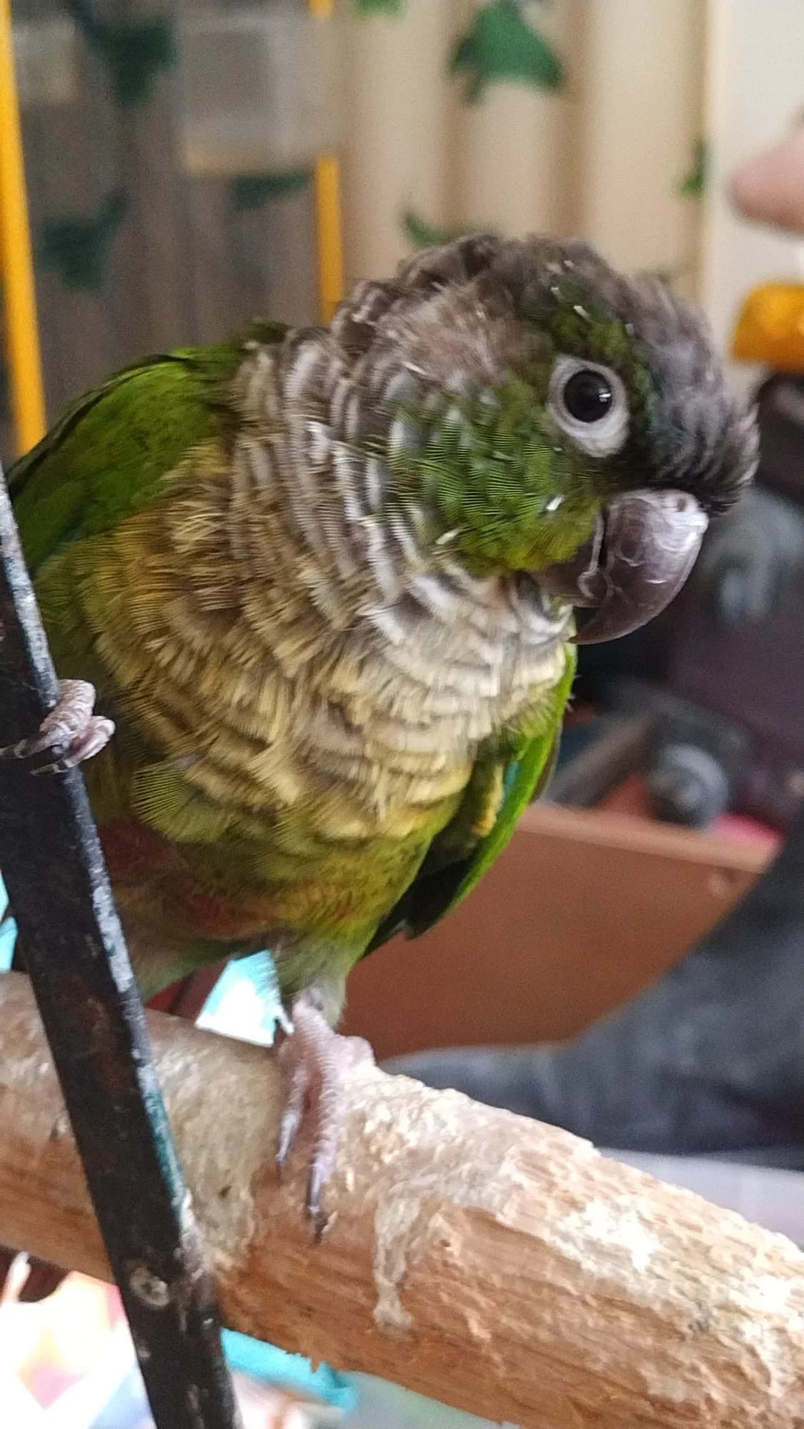 Gizmo (herplaatst),  7yo mixed breed for adoption at Stichting Hope for Wings