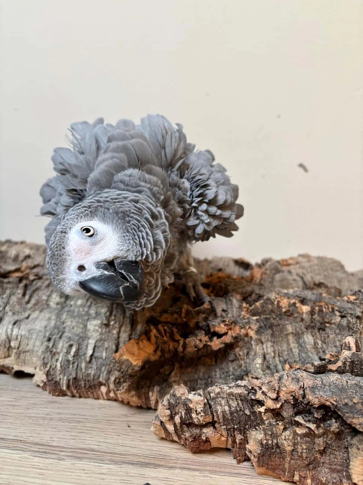 Jackobien,  senior mixed breed for adoption at Stichting Hope for Wings