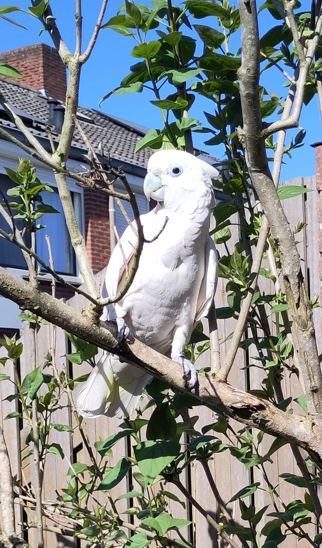 Kipling, mixed breed for adoption at Stichting Hope for Wings