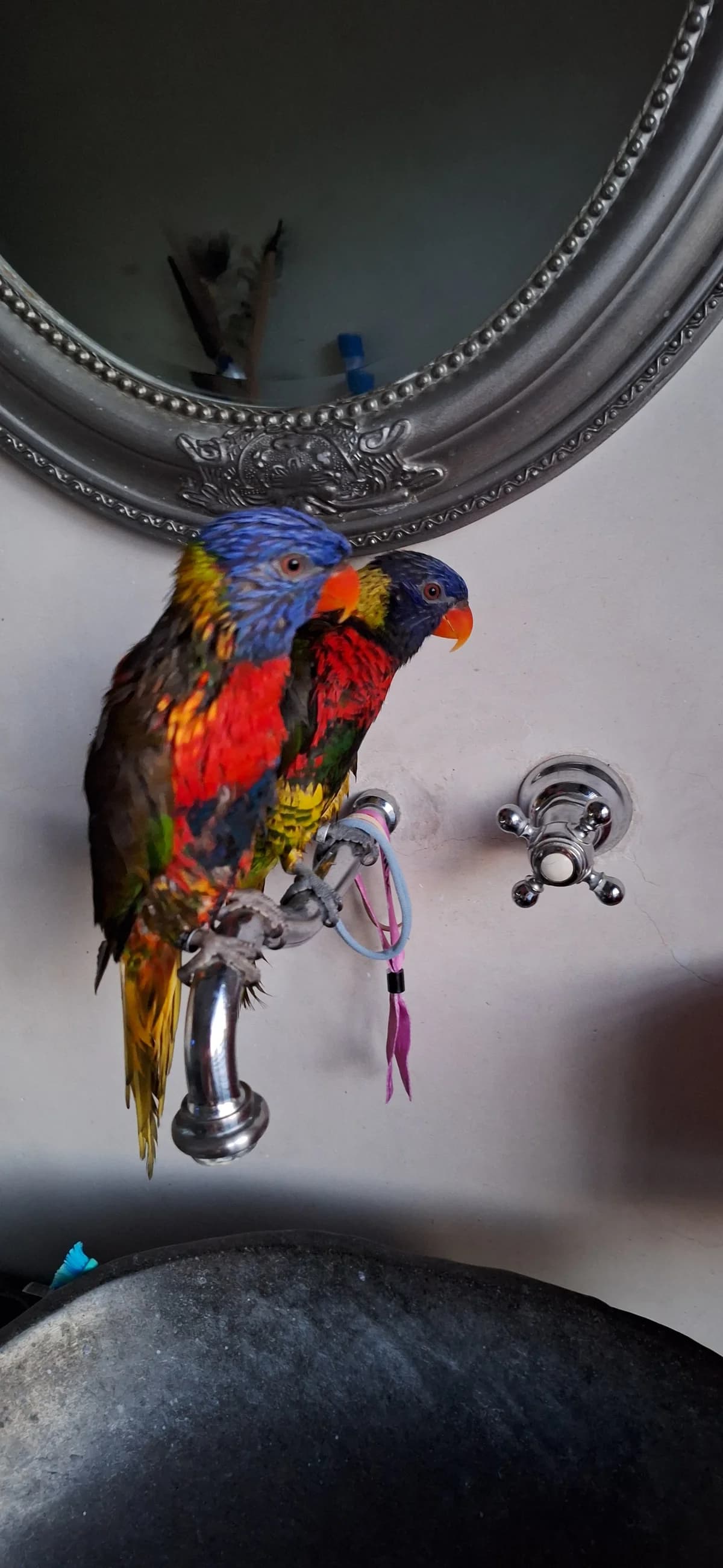 Marley & Rico, 5yo mixed breed for adoption at Stichting Hope for Wings