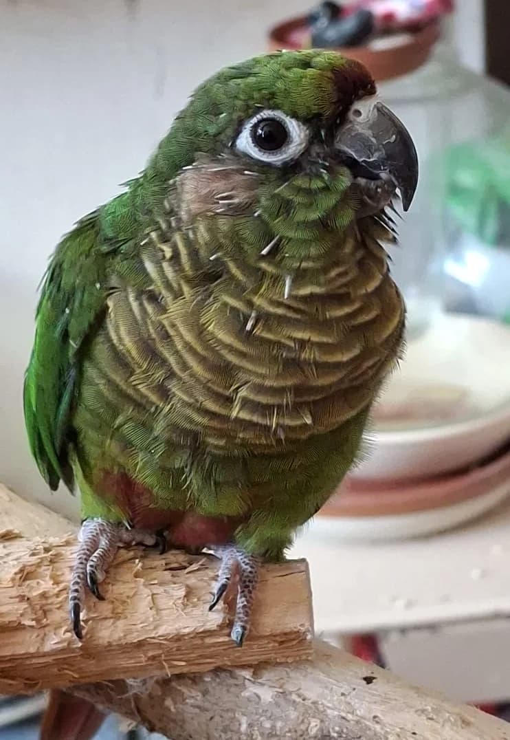 Ouni,  5yo mixed breed for adoption at Stichting Hope for Wings