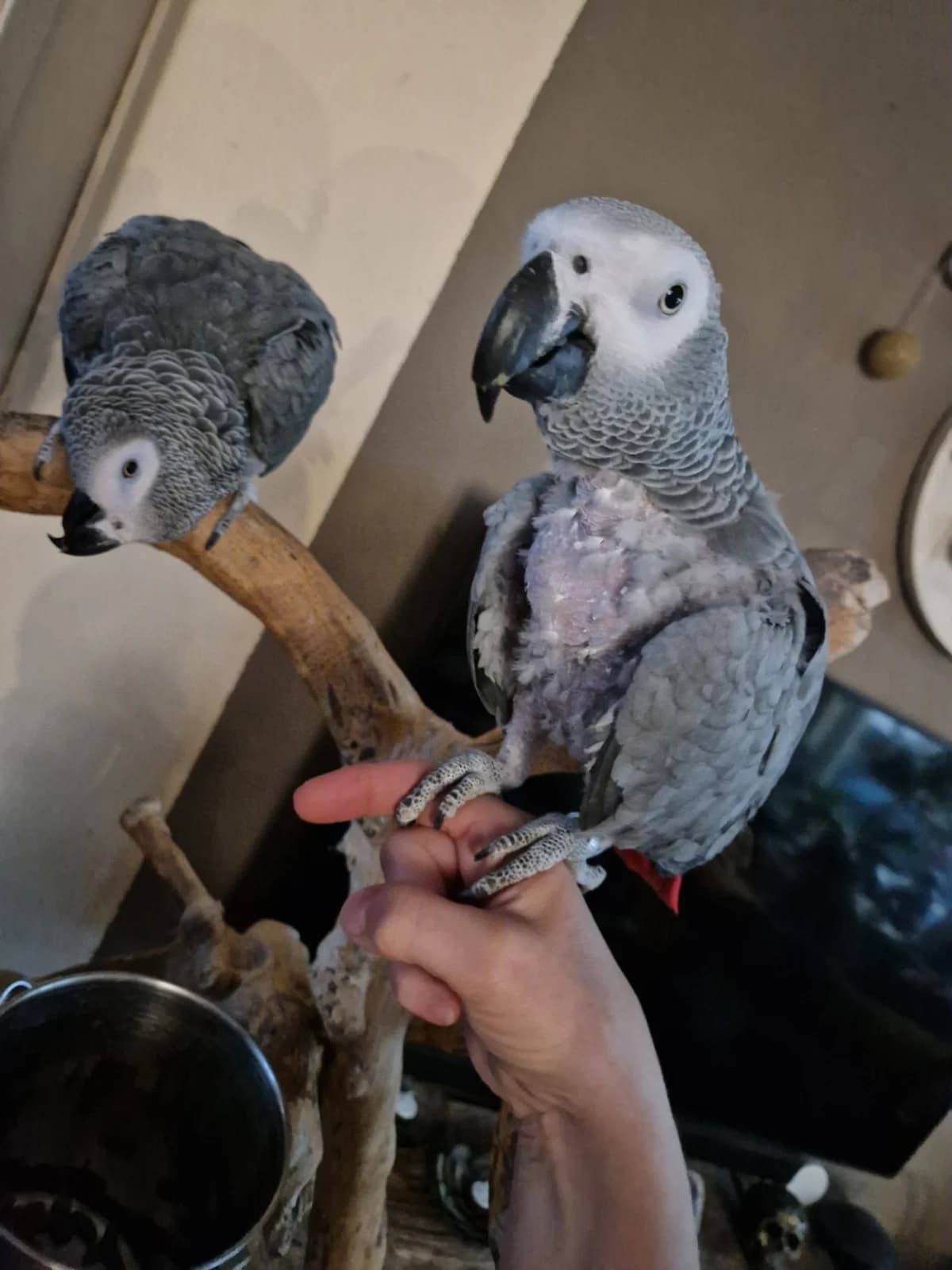 Paco & Mimi,  senior mixed breed for adoption at Stichting Hope for Wings