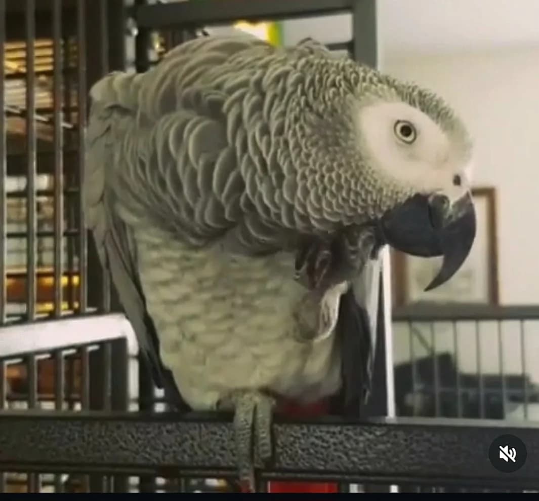 Pipi, senior mixed breed for adoption at Stichting Hope for Wings