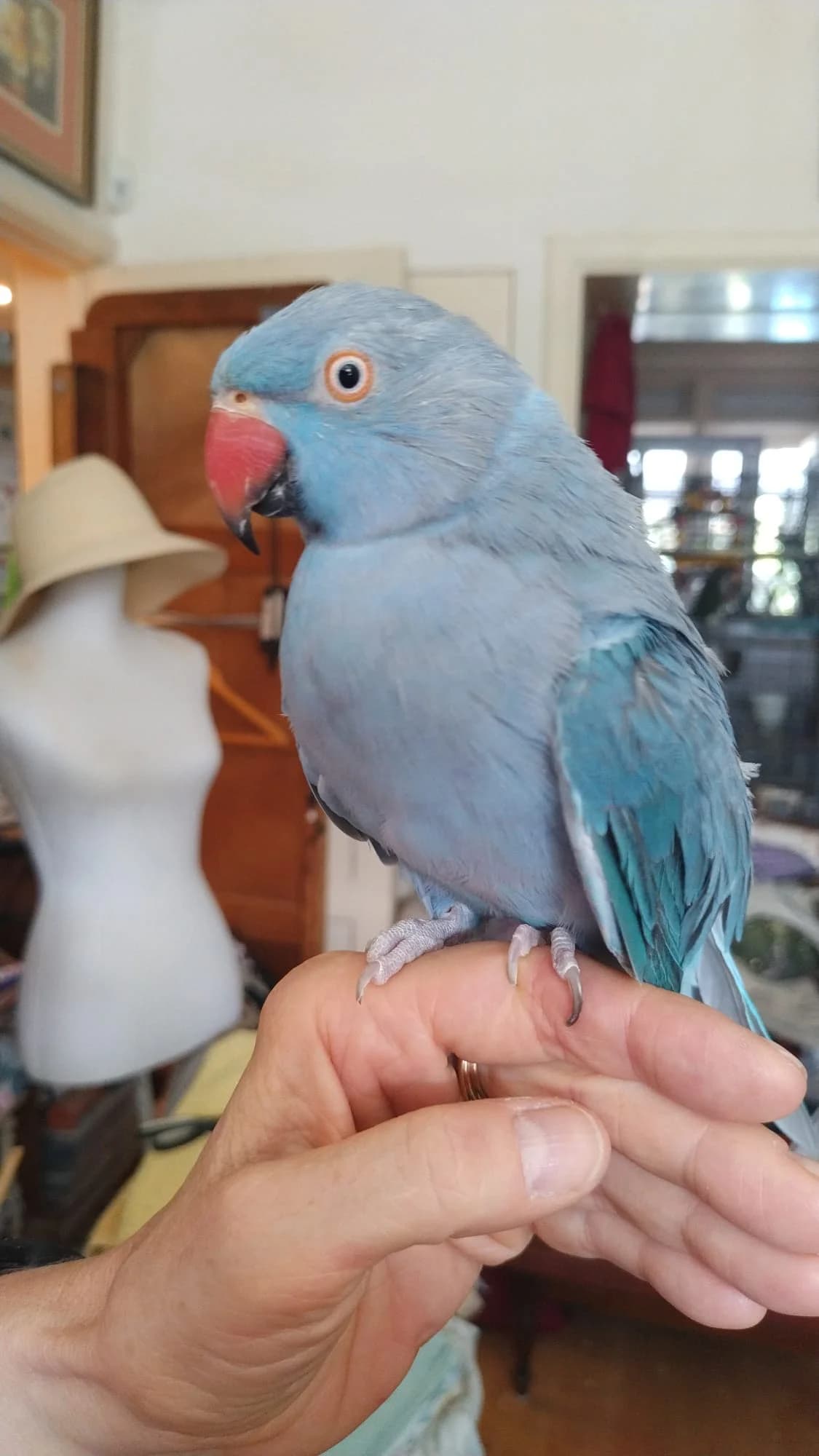 Poppie, female mixed breed for adoption at Stichting Hope for Wings