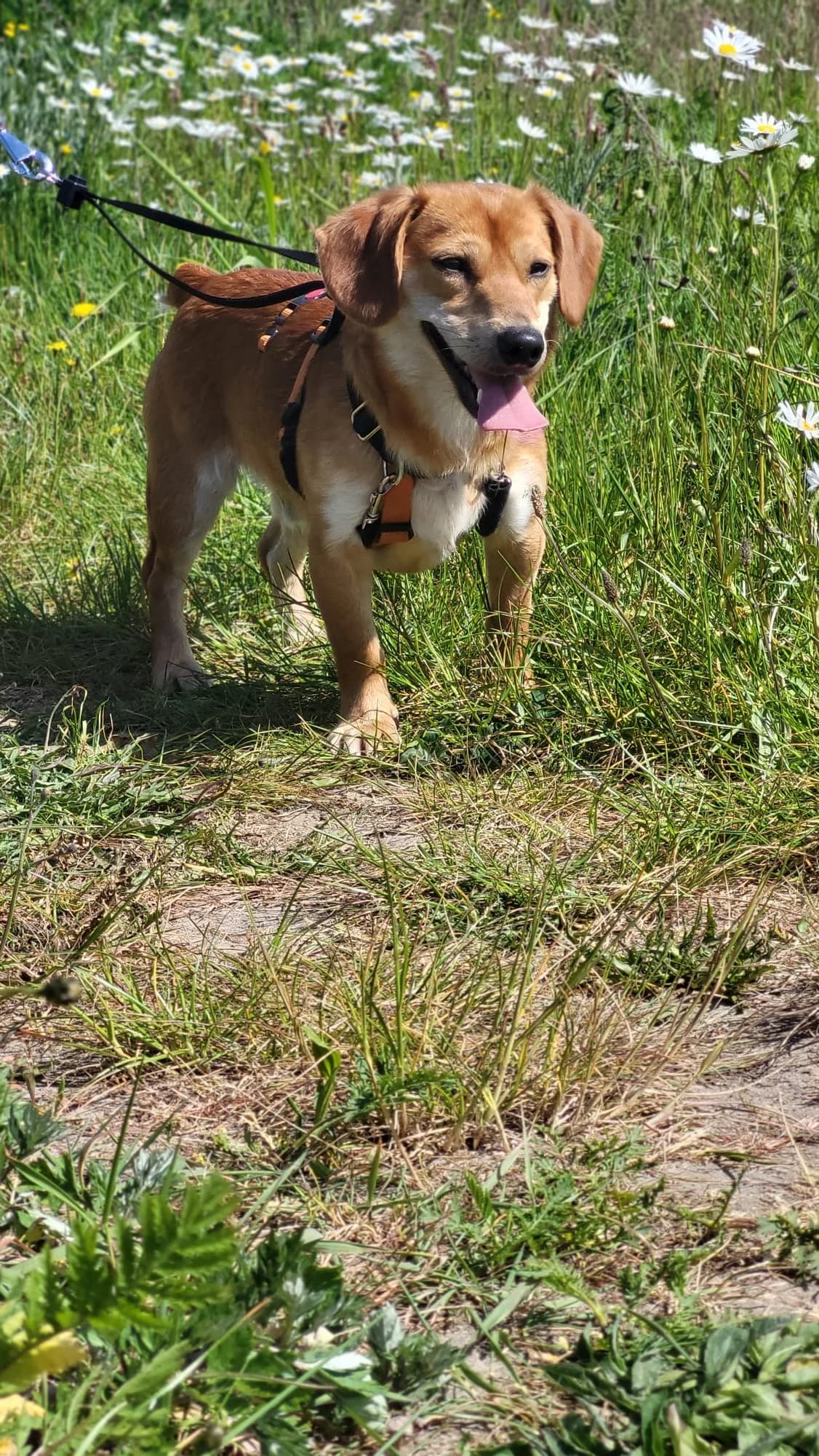 Messi, male Mixed Breed for adoption at Stichting Huis voor Dieren