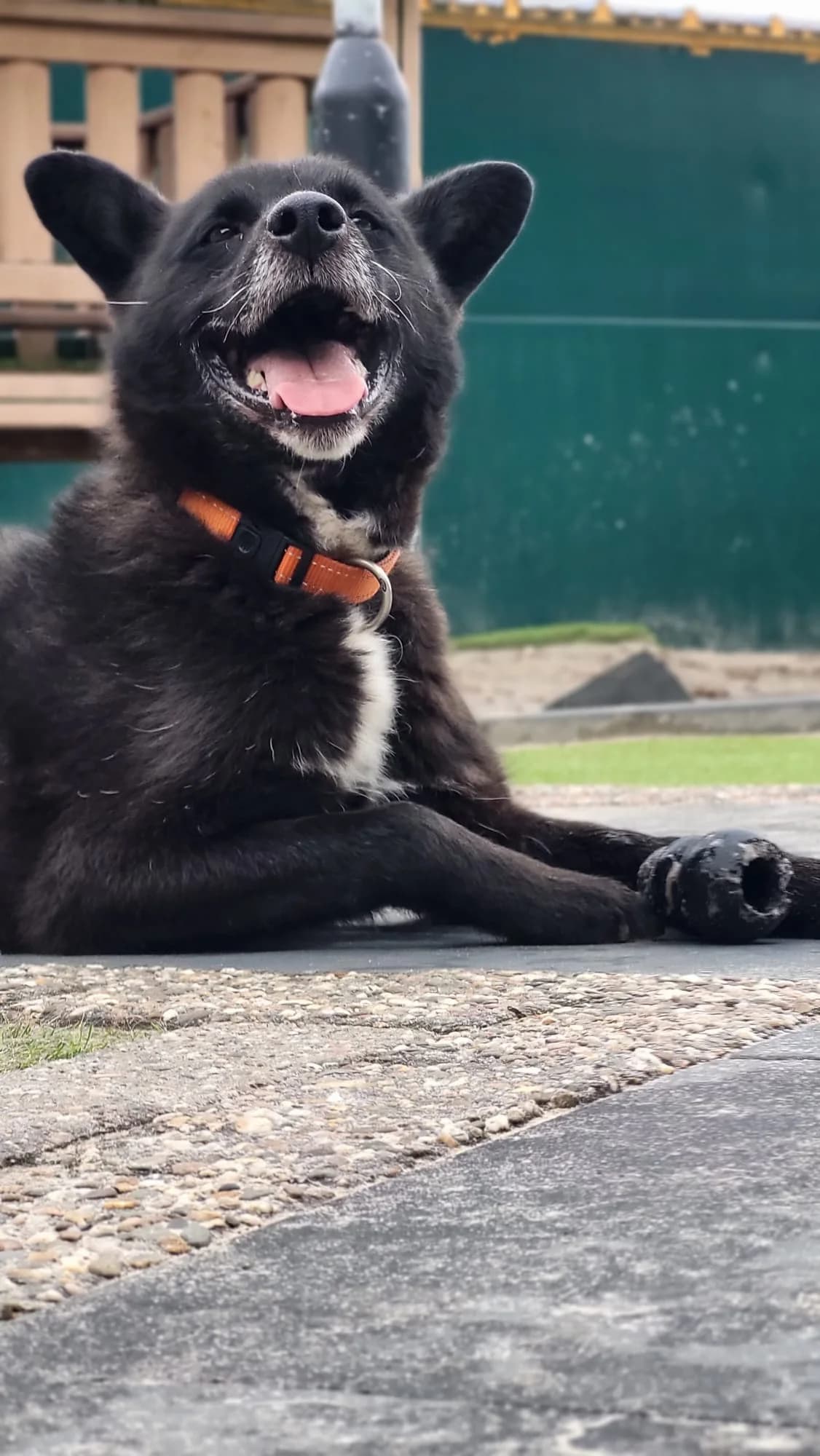 Yup, male Mixed Breed for adoption at Stichting Huis voor Dieren