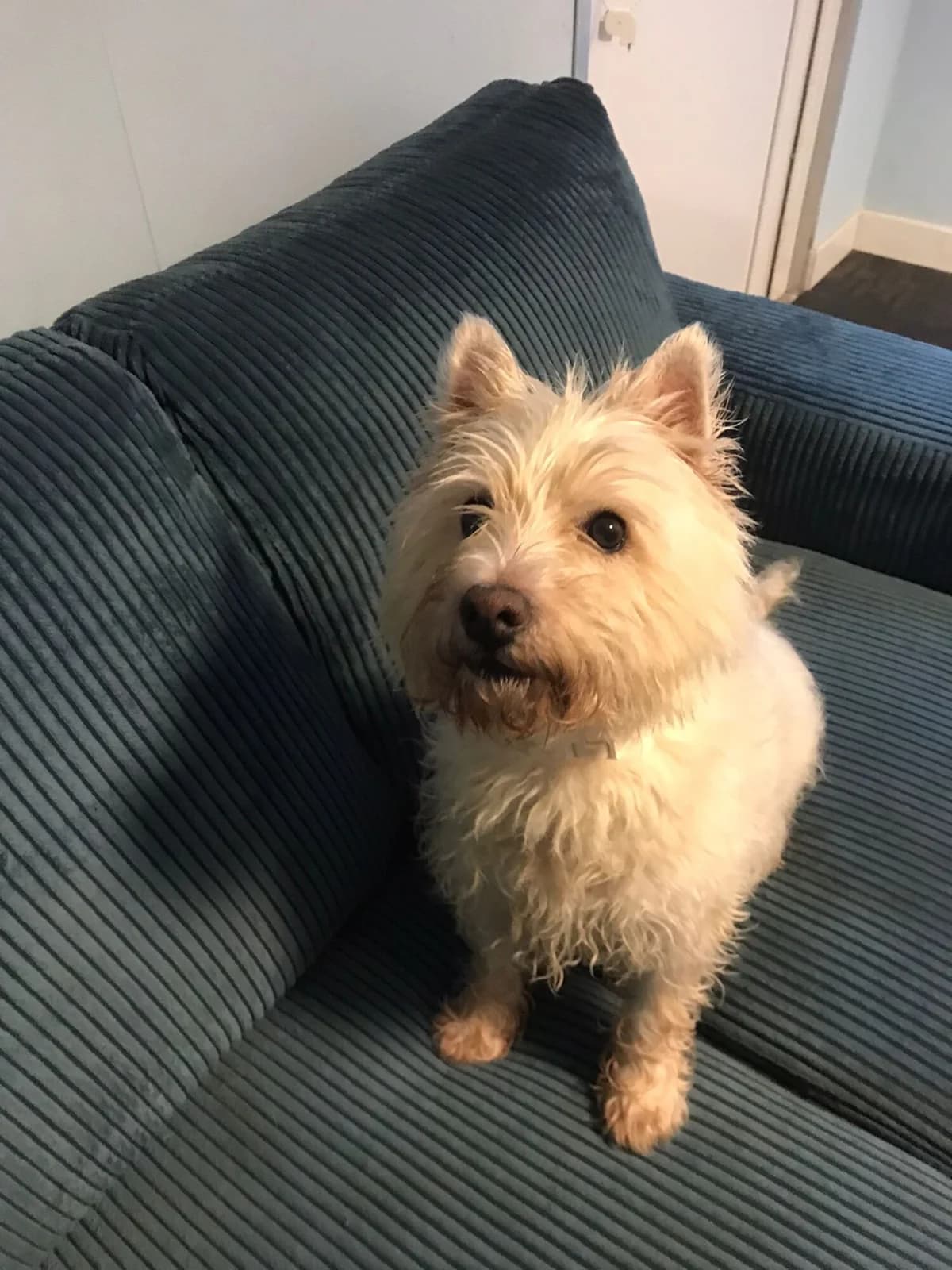 Bolt, male Mixed Breed for adoption at Stichting Huis voor Dieren