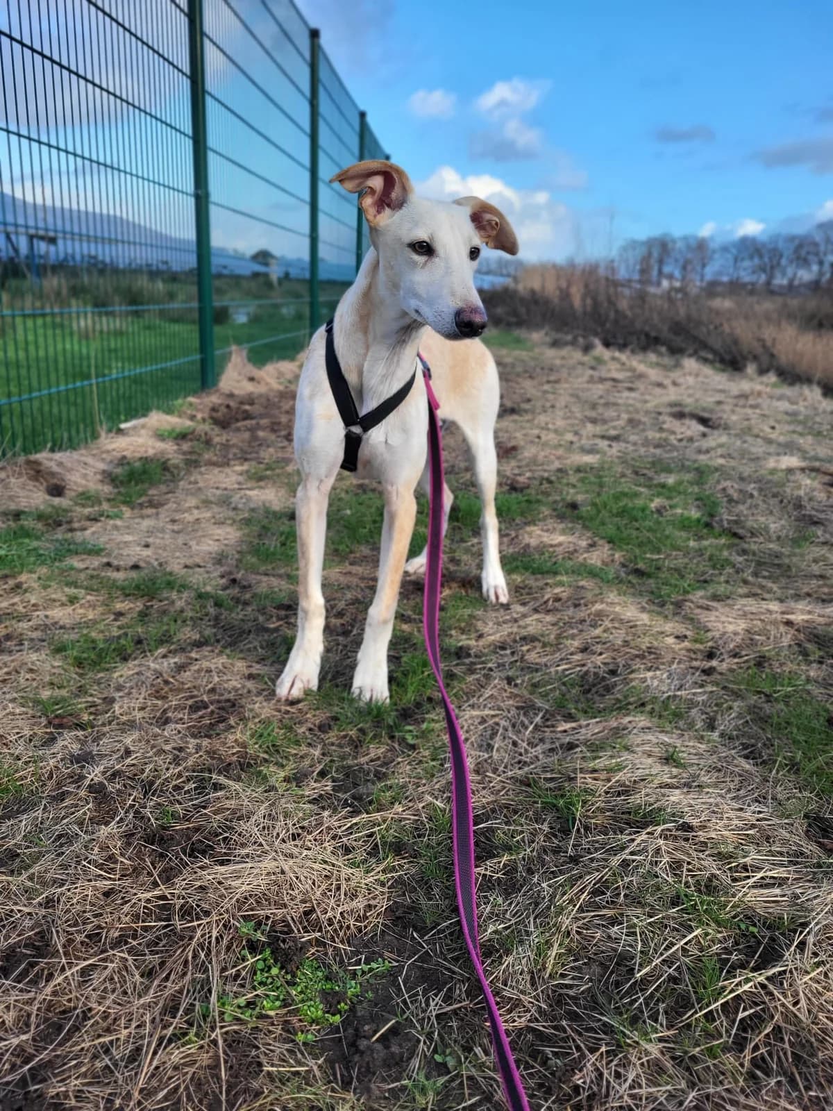 Sergio, male puppy Mixed Breed for adoption at Stichting Huis voor Dieren