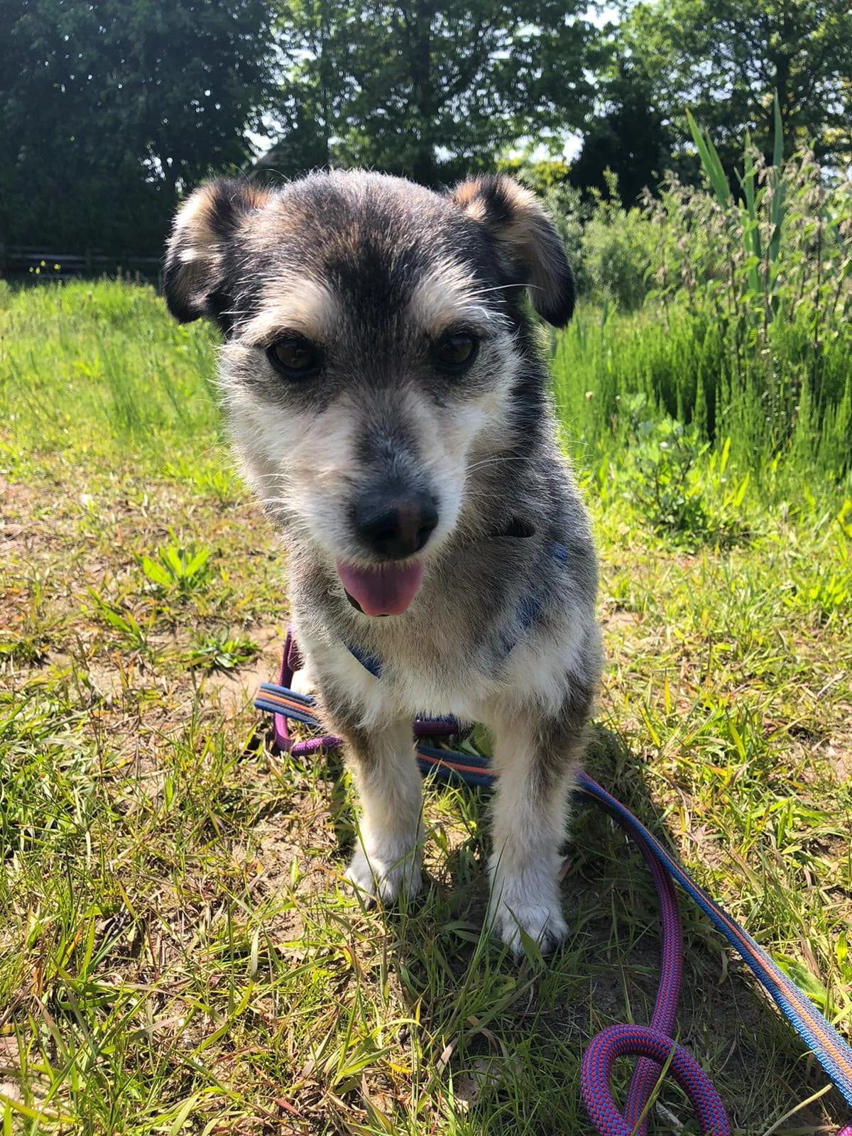 Barry, male Mixed Breed for adoption at Stichting Huis voor Dieren