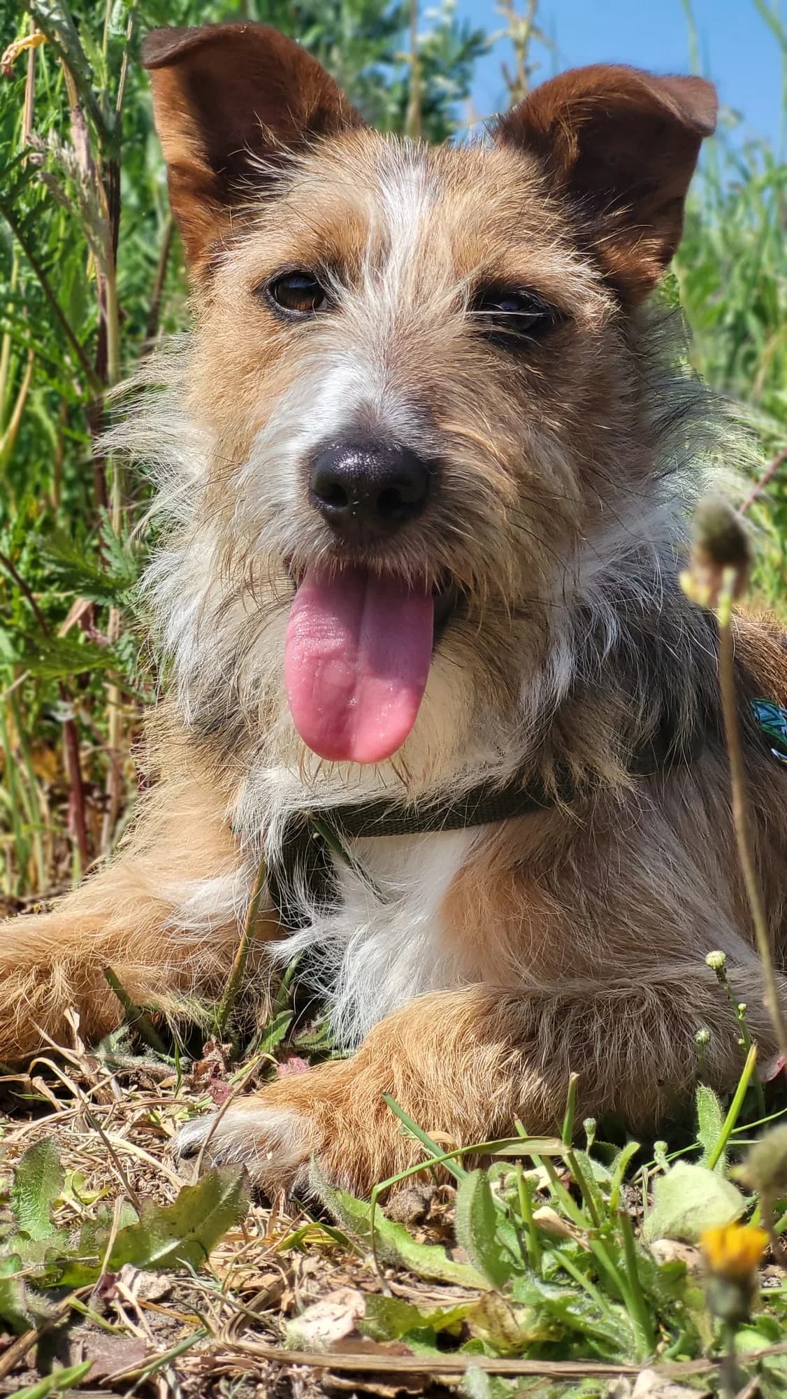 Lenny, puppy Mixed Breed for adoption at Stichting Huis voor Dieren