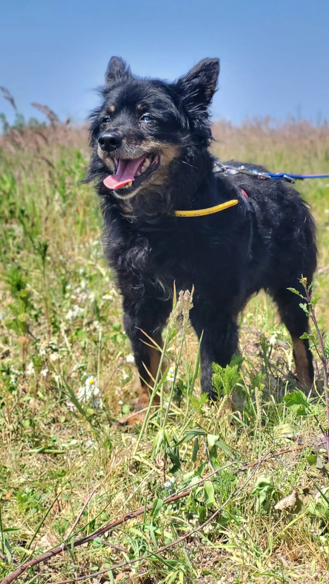 Nuki, senior Mixed Breed for adoption at Stichting Huis voor Dieren
