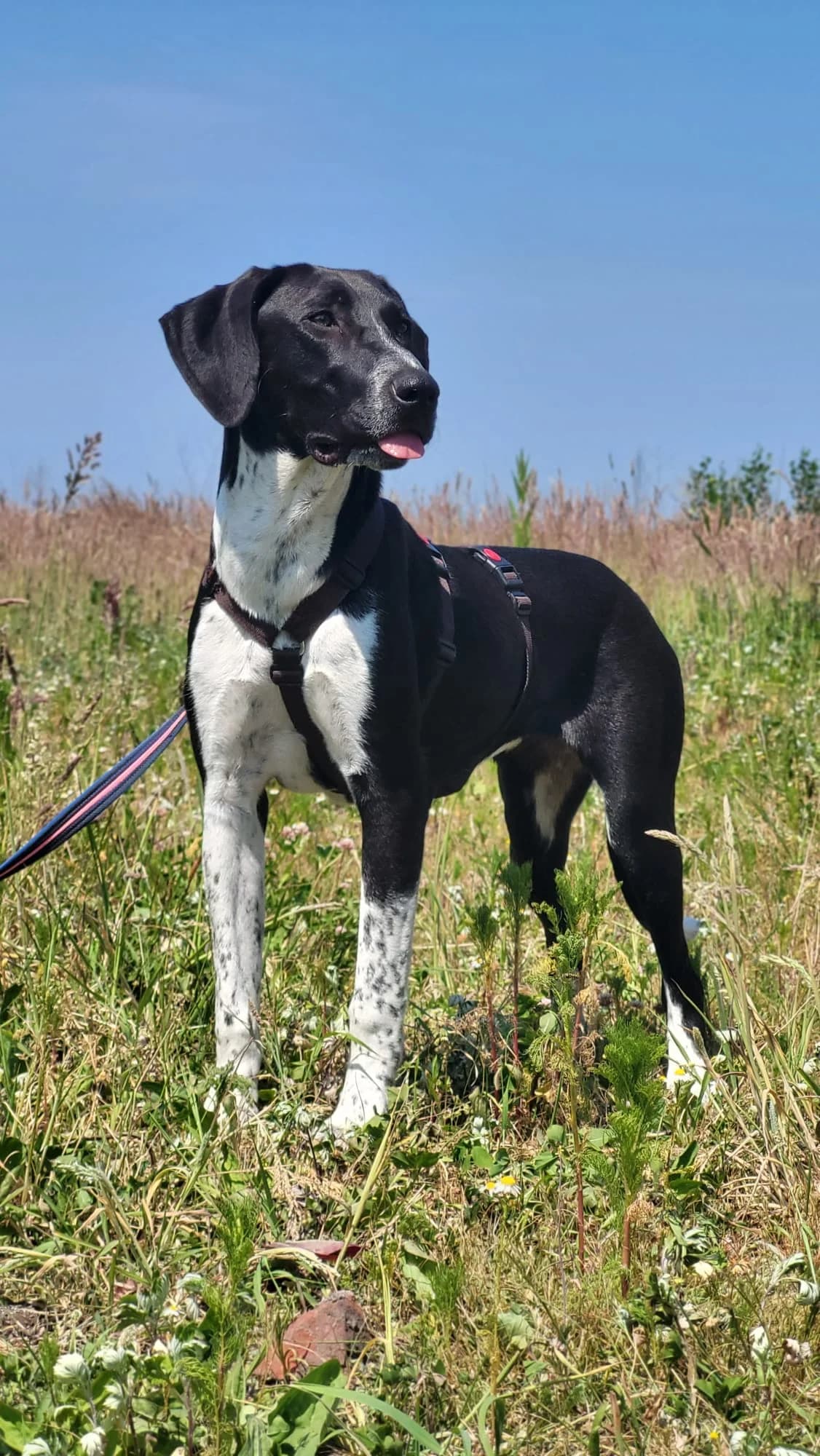 Jill, puppy Mixed Breed for adoption at Stichting Huis voor Dieren