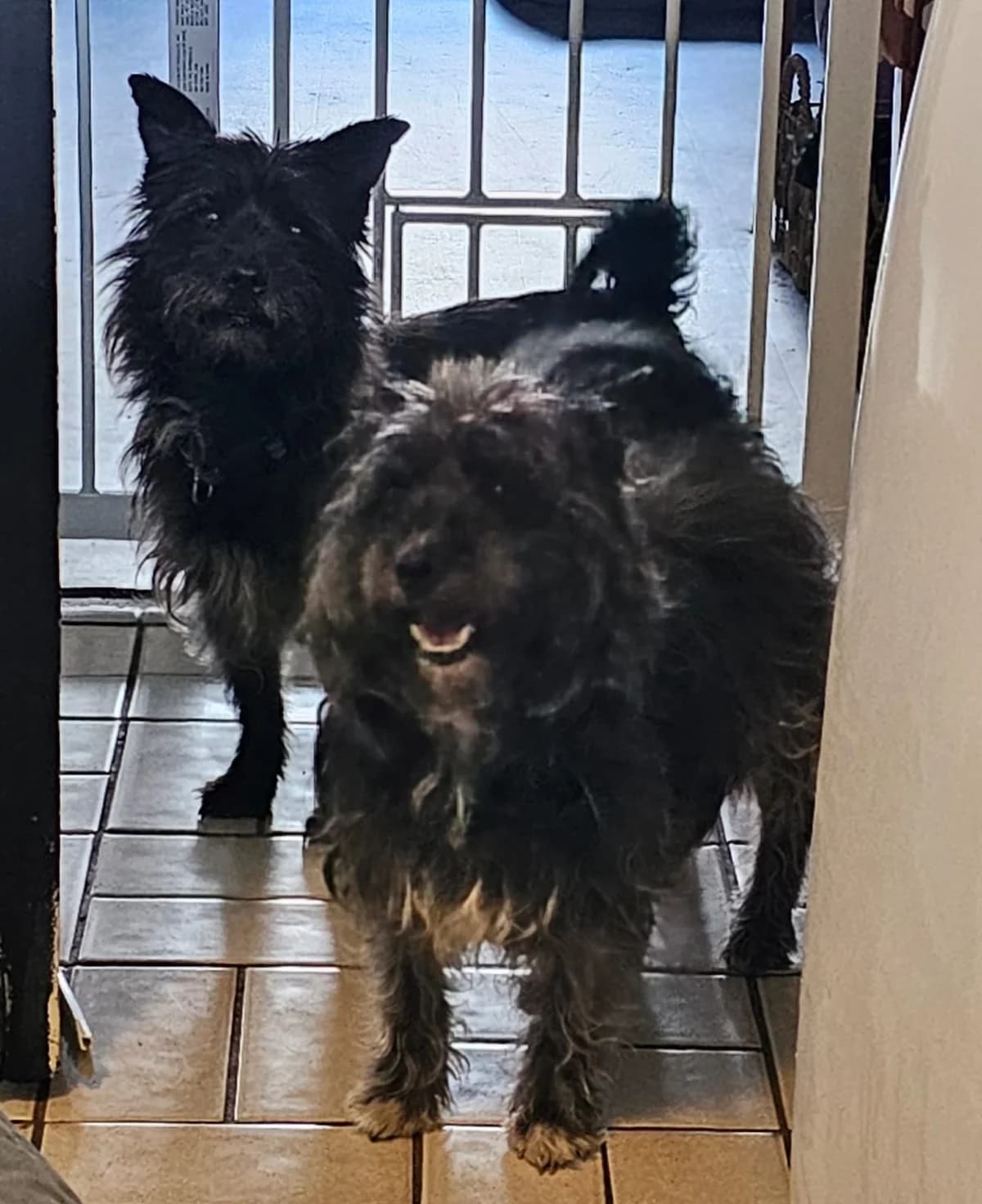 Kora en Figa, female 5yo Mixed Breed for adoption at Stichting Huis voor Dieren