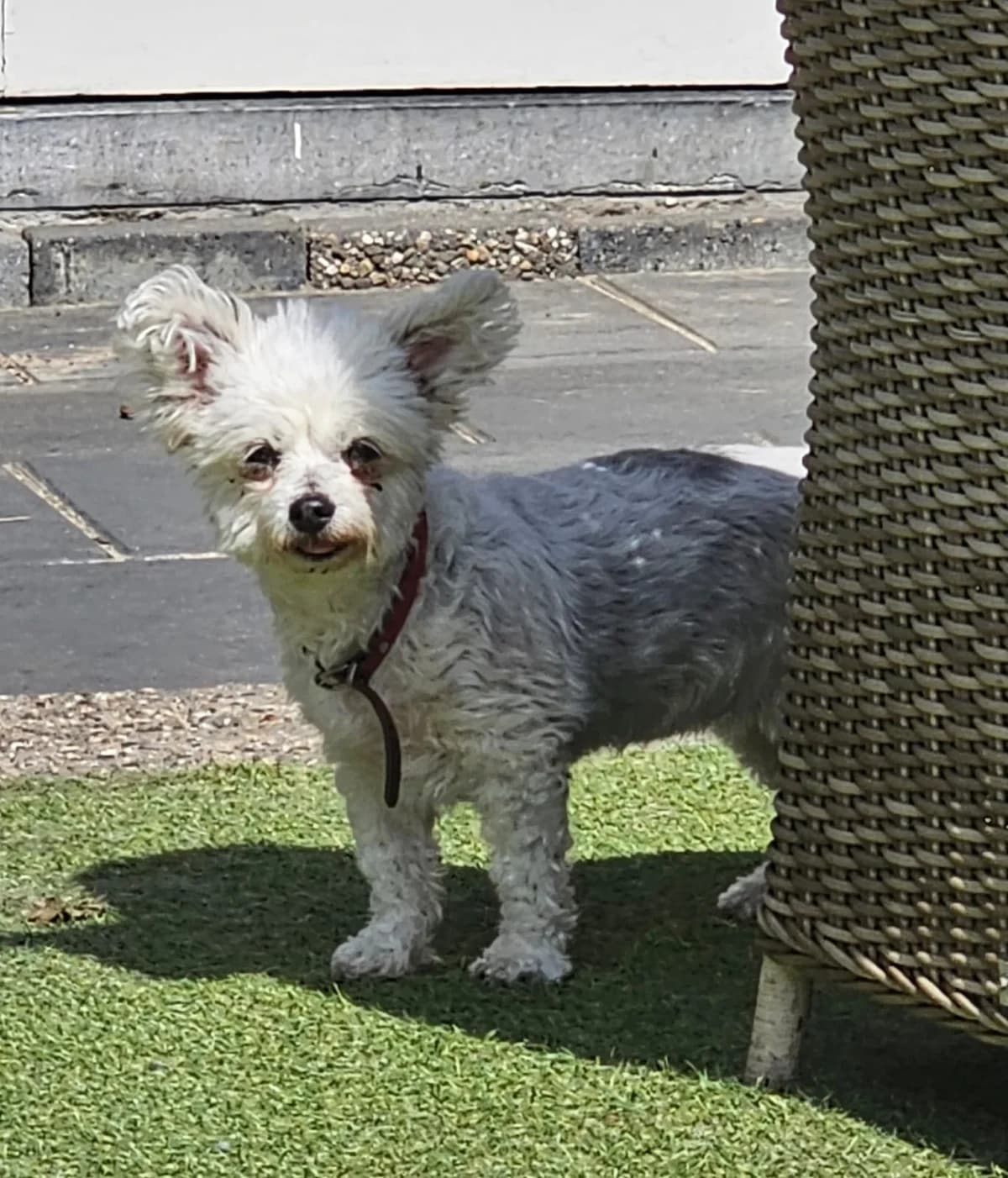 Tess, female senior Mixed Breed for adoption at Stichting Huis voor Dieren