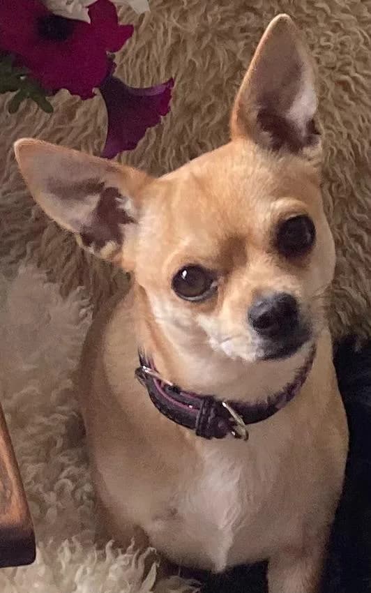Melle, female Mixed Breed for adoption at Stichting Huis voor Dieren